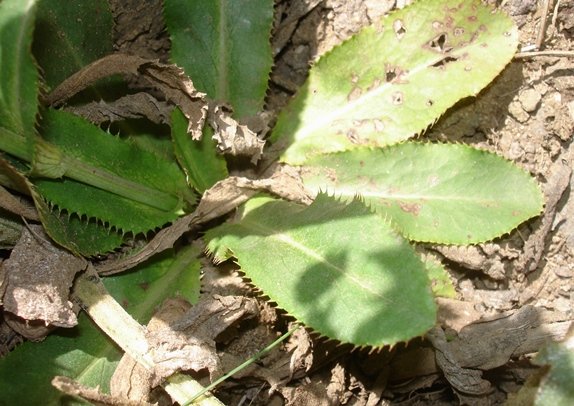 Callilepis laureola leaves